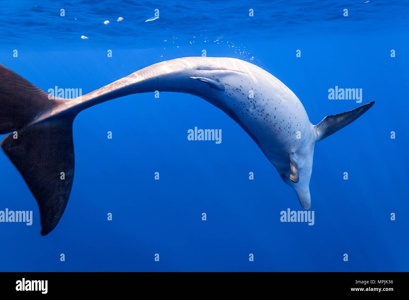 Grand dauphin de l'Indo-Pacifique, Tursiops aduncus, adulte, femme, fentes de mammifères, Chichi-jima, Bonin Islands, les îles d'Ogasawara, le Japon, l'Océan Pacifique Banque D'Images