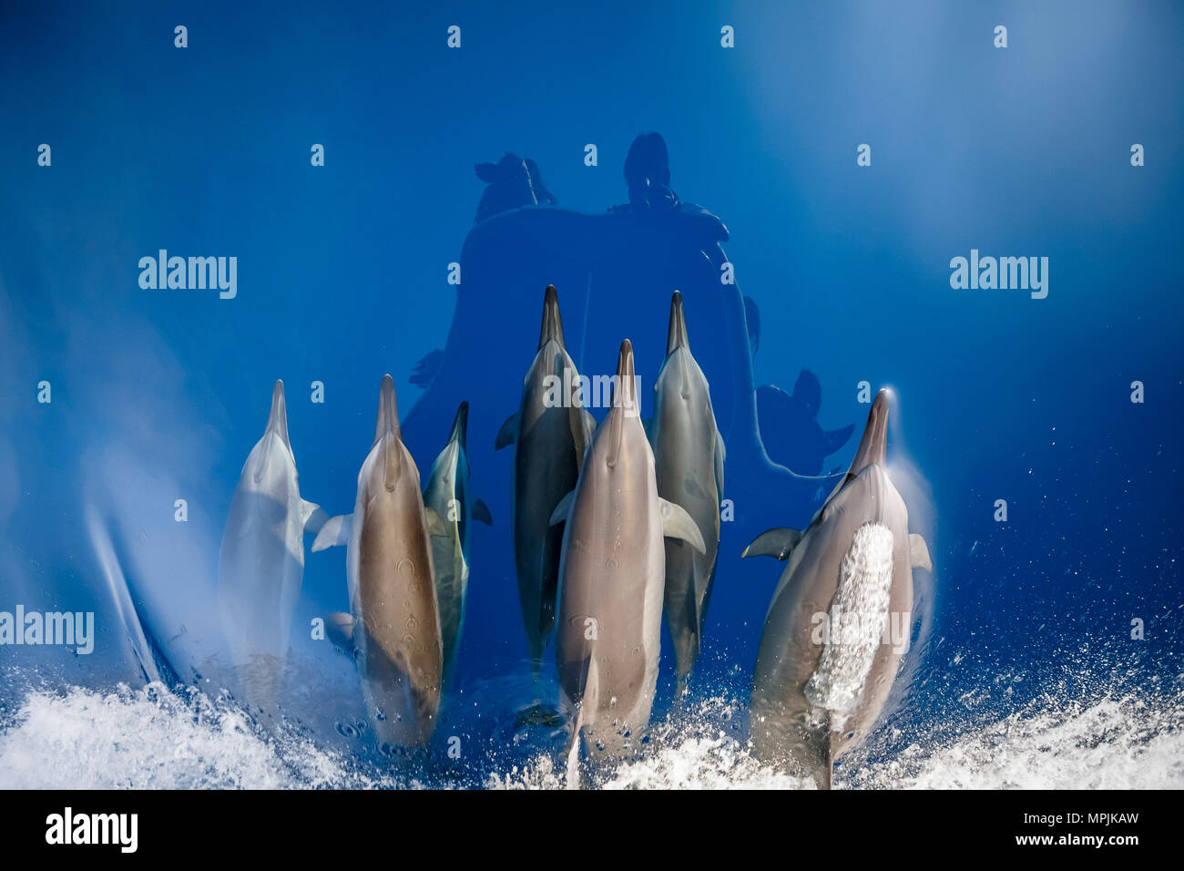 Spinner dolphin, Stenella longirostris, équitation, Chichi-jima, Bonin Islands, les îles d'Ogasawara, Site du patrimoine mondial de l'UNESCO, le Japon, l'Océan Pacifique Banque D'Images