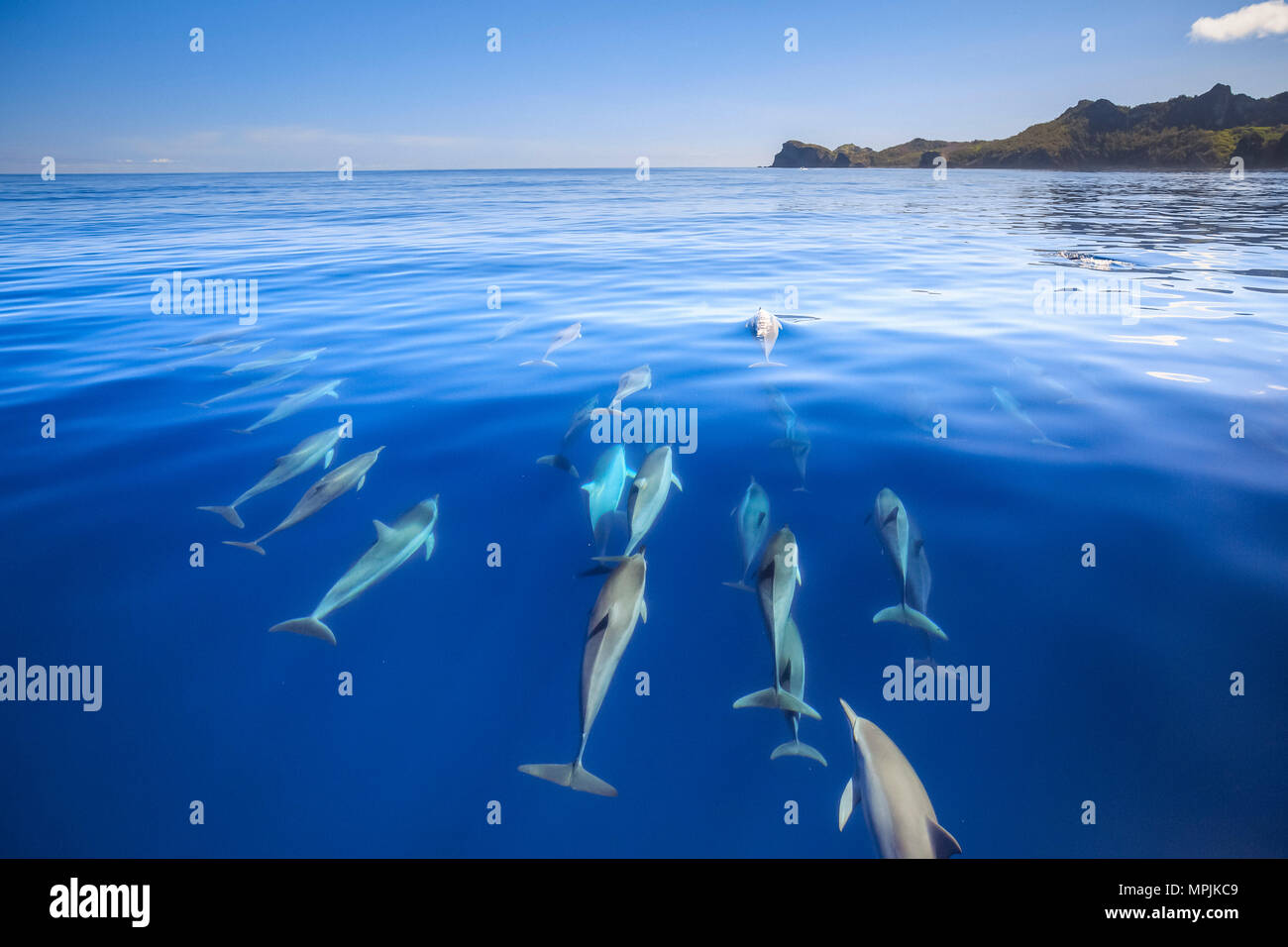 Spinner dolphin, Stenella longirostris, équitation, Chichi-jima, Bonin Islands, les îles d'Ogasawara, Site du patrimoine mondial de l'UNESCO, le Japon, l'Océan Pacifique Banque D'Images