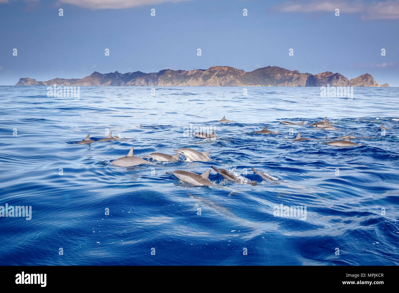 Spinner dolphin, Stenella longirostris, Chichi-jima, Bonin Islands, les îles d'Ogasawara, Site du patrimoine mondial de l'UNESCO, le Japon, l'Océan Pacifique Banque D'Images