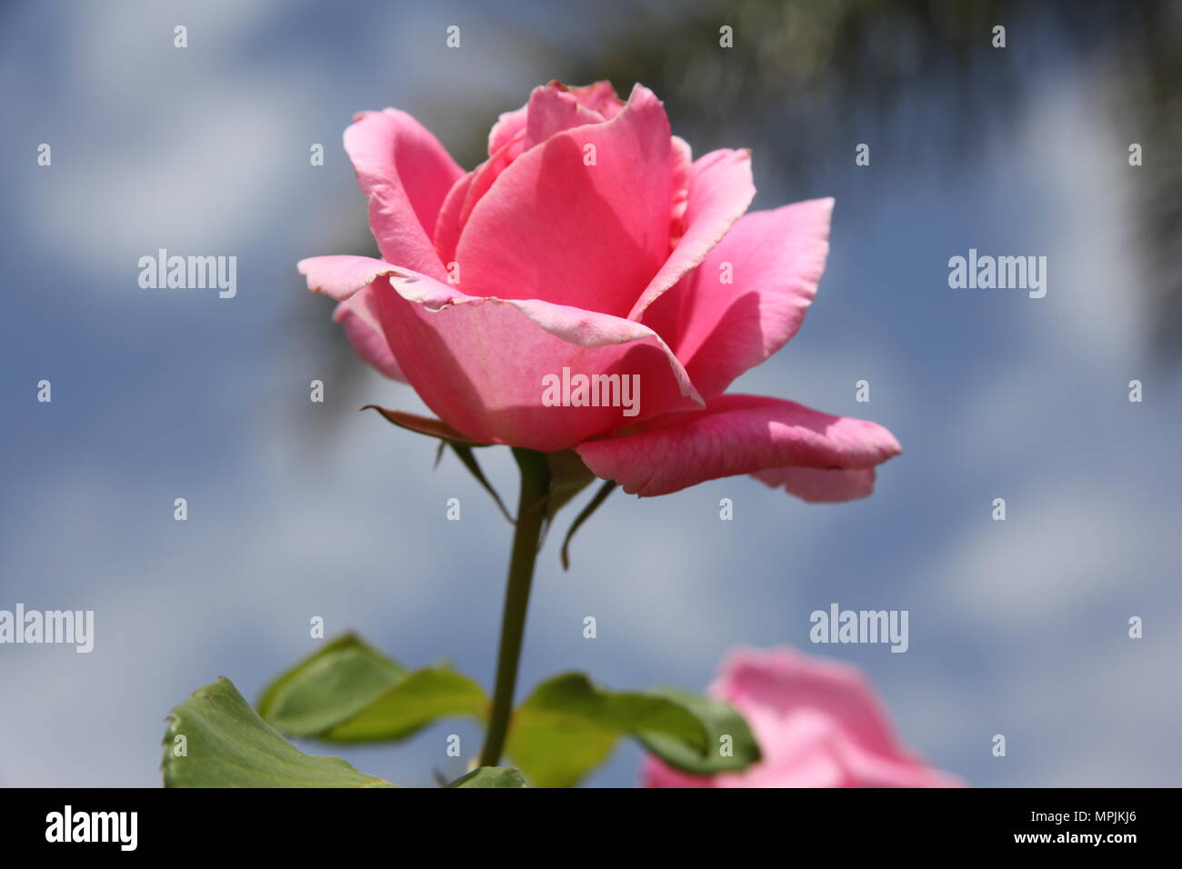 Rouge Rose Rose avec ciel bleu Banque D'Images