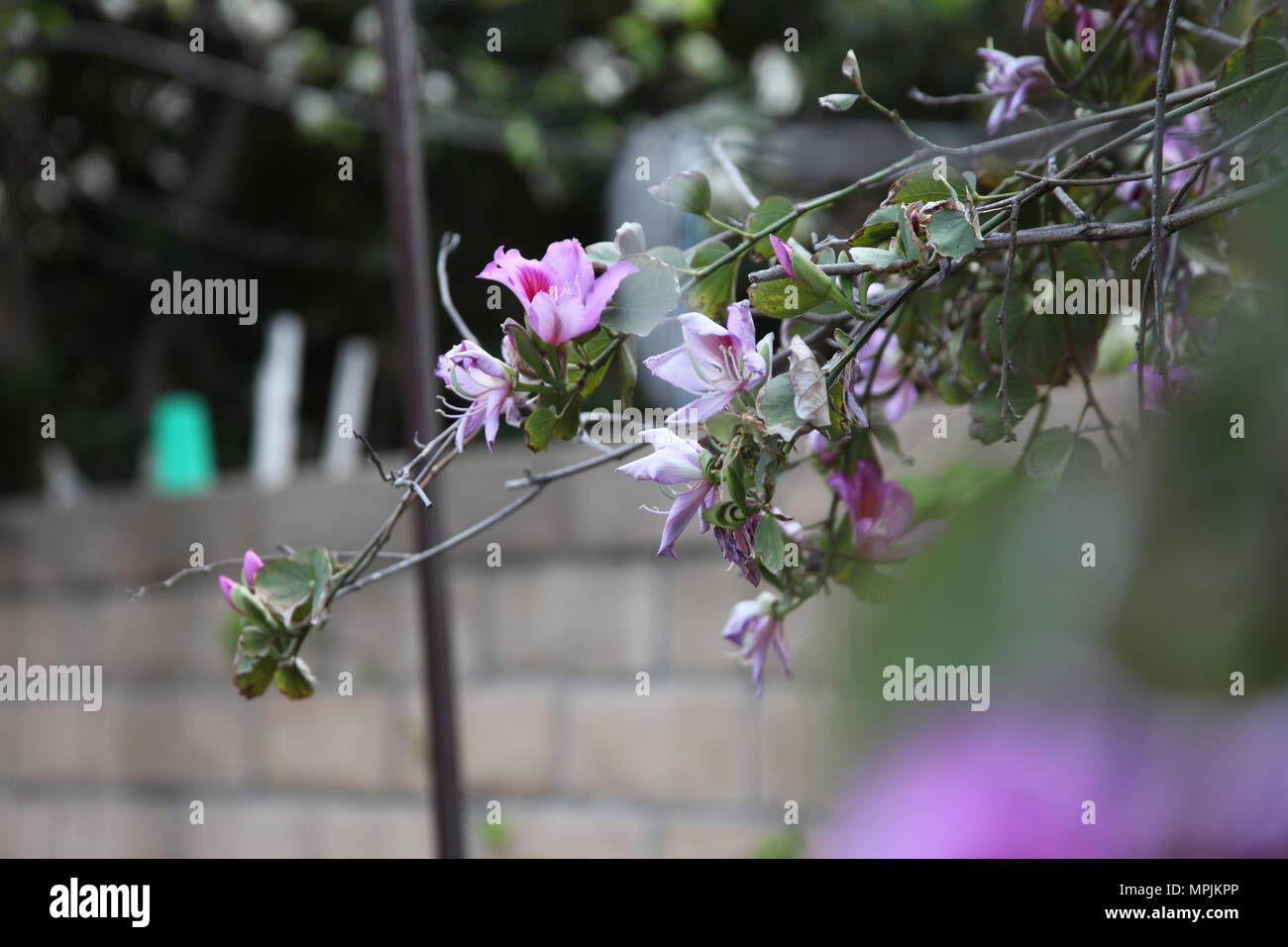 Magnifiques fleurs roses dans un arbre de jardin Banque D'Images