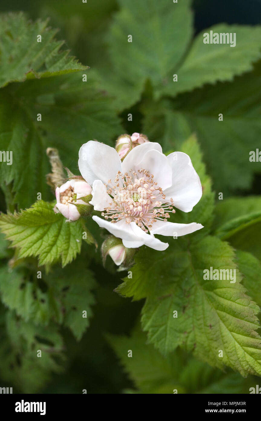 Rubus fruticosus fleurs. 'Cascade' Noir Blackberry Banque D'Images