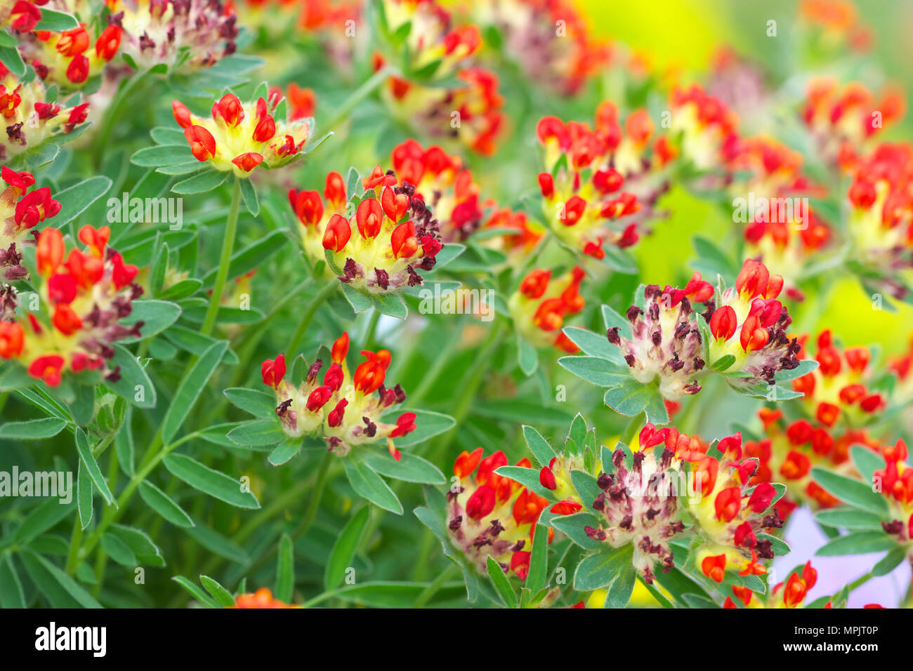 Anthyllis vulneraria coccinea fleurs rouges Banque D'Images