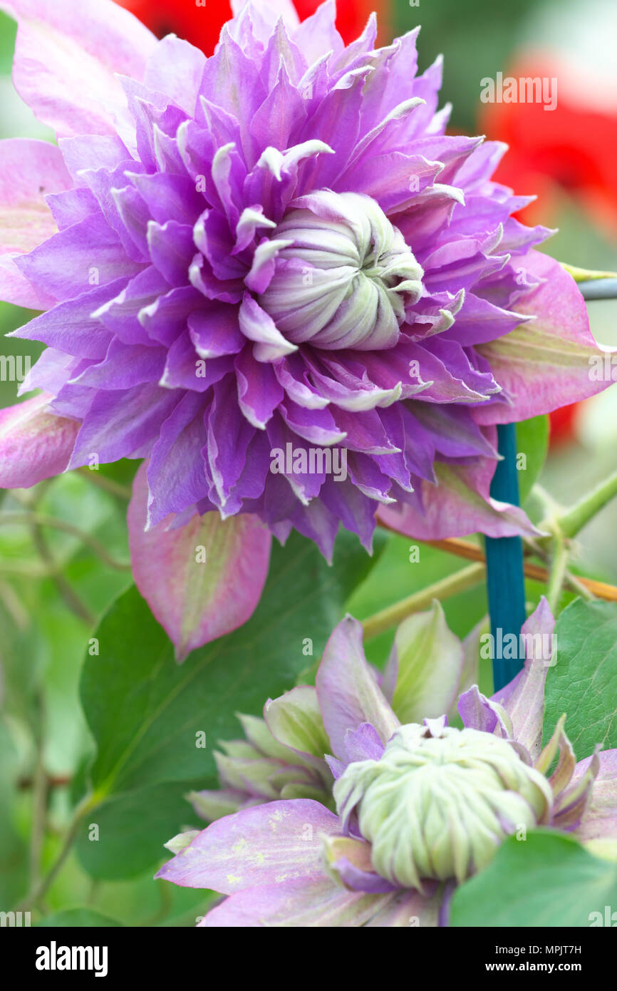 Clematis diamantina fleur pourpre Banque D'Images