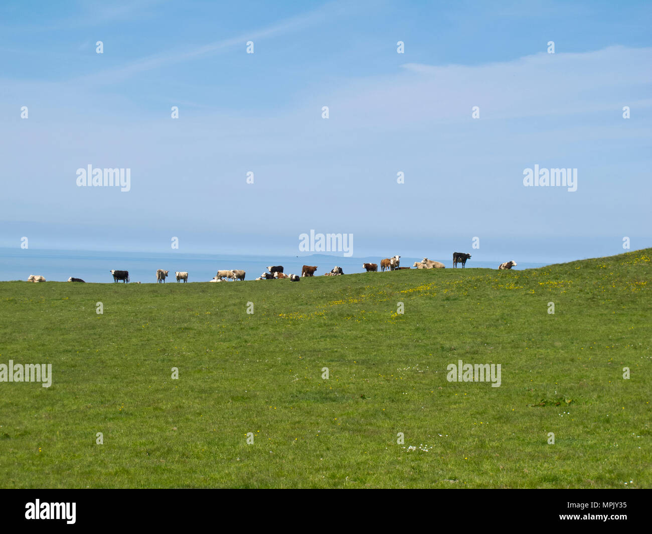 Troupeau de vaches sur des champs verts avec vue sur la mer au loin sous le soleil d'été Banque D'Images