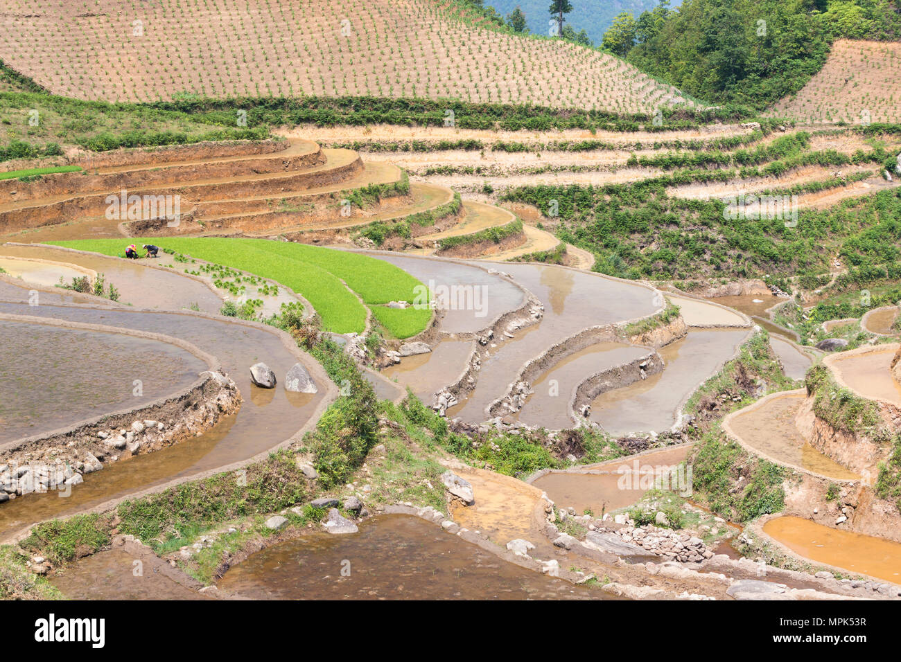 Terrasses de riz et la campagne de Sapa, Vietnam Banque D'Images