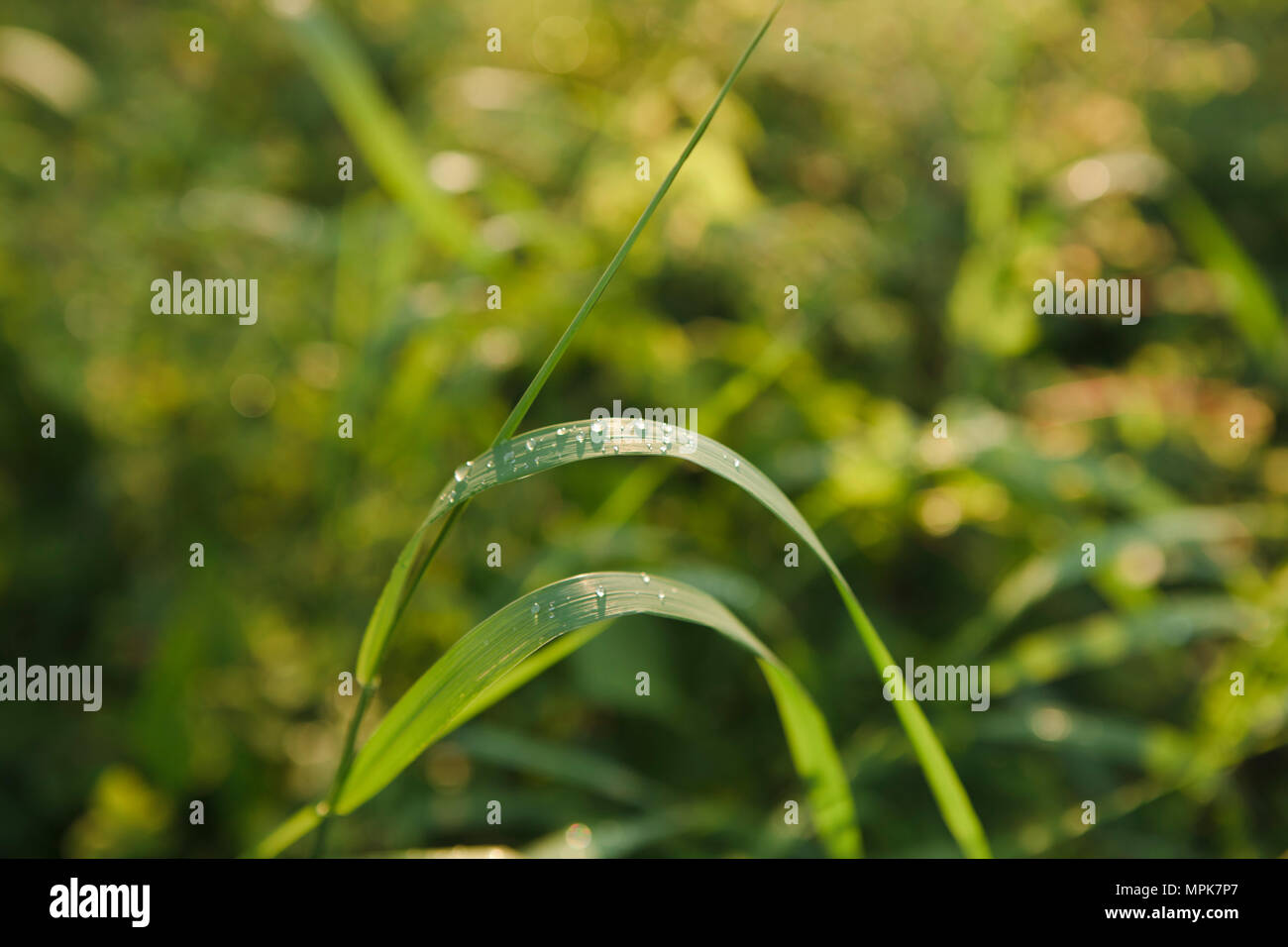 Gouttes de pluie sur l'herbe - close-up Banque D'Images