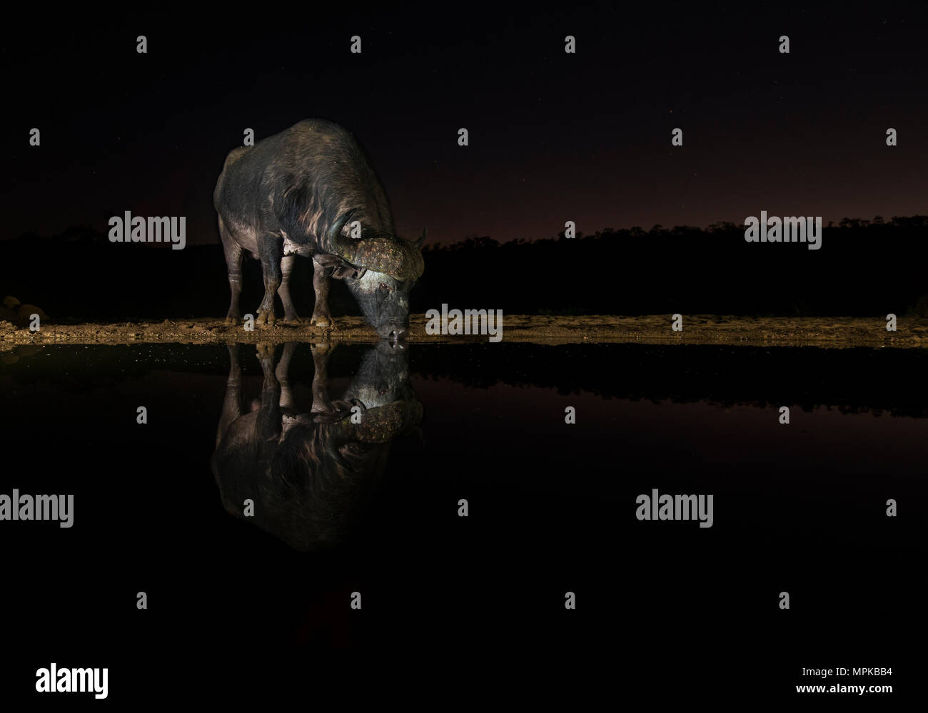 Buffle à partir d'un point d'eau potable la nuit, Zimanga Private Game Reserve, Afrique du Sud. Banque D'Images