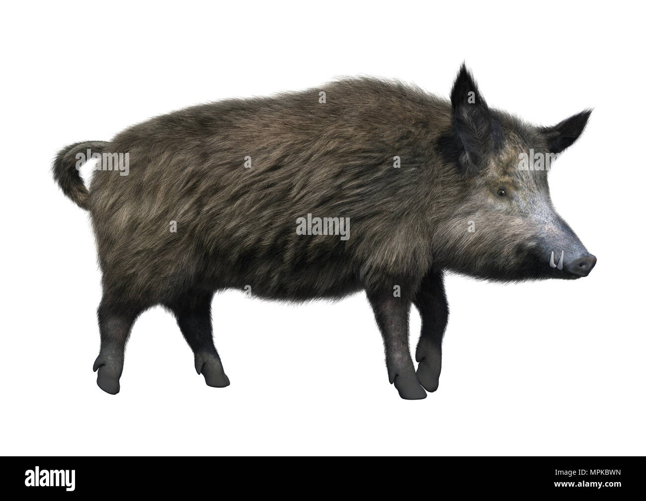 Le Rendu 3d D Un Sanglier Isole Sur Fond Blanc Photo Stock Alamy