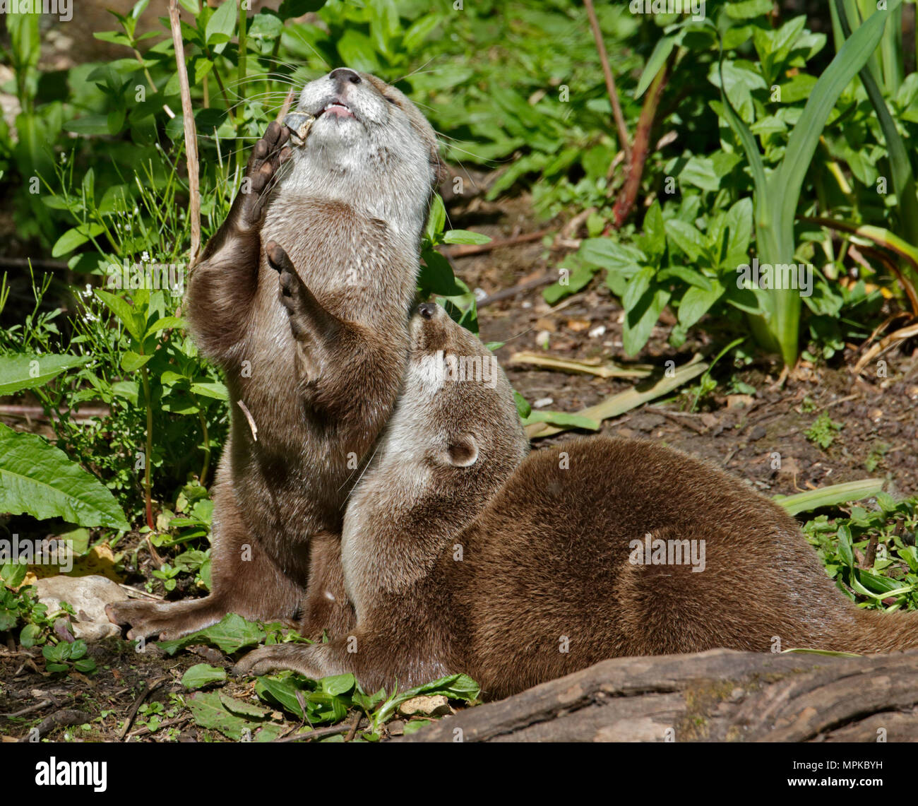 Les loutres petit (aonyx cinerea) jouant avec un caillou Banque D'Images