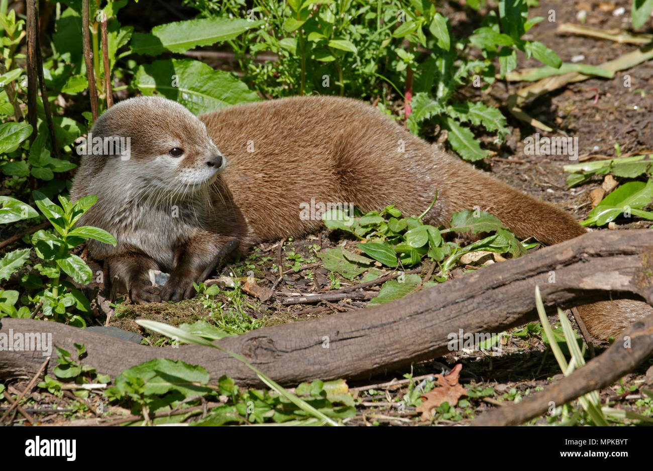 Petite Loutre griffus (aonyx cinerea) Banque D'Images