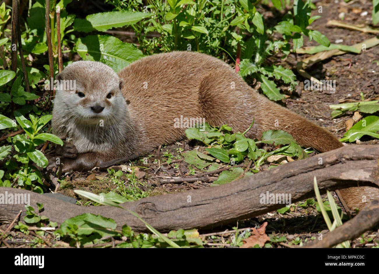 Petite Loutre griffus (aonyx cinerea) Banque D'Images