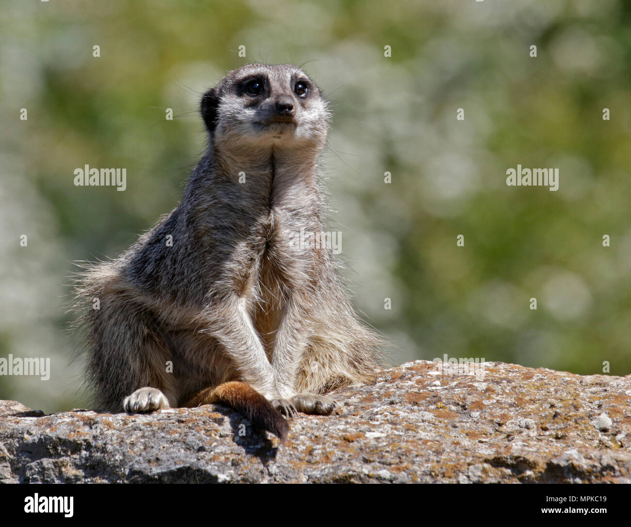 Suricata suricatta Banque de photographies et d’images à haute