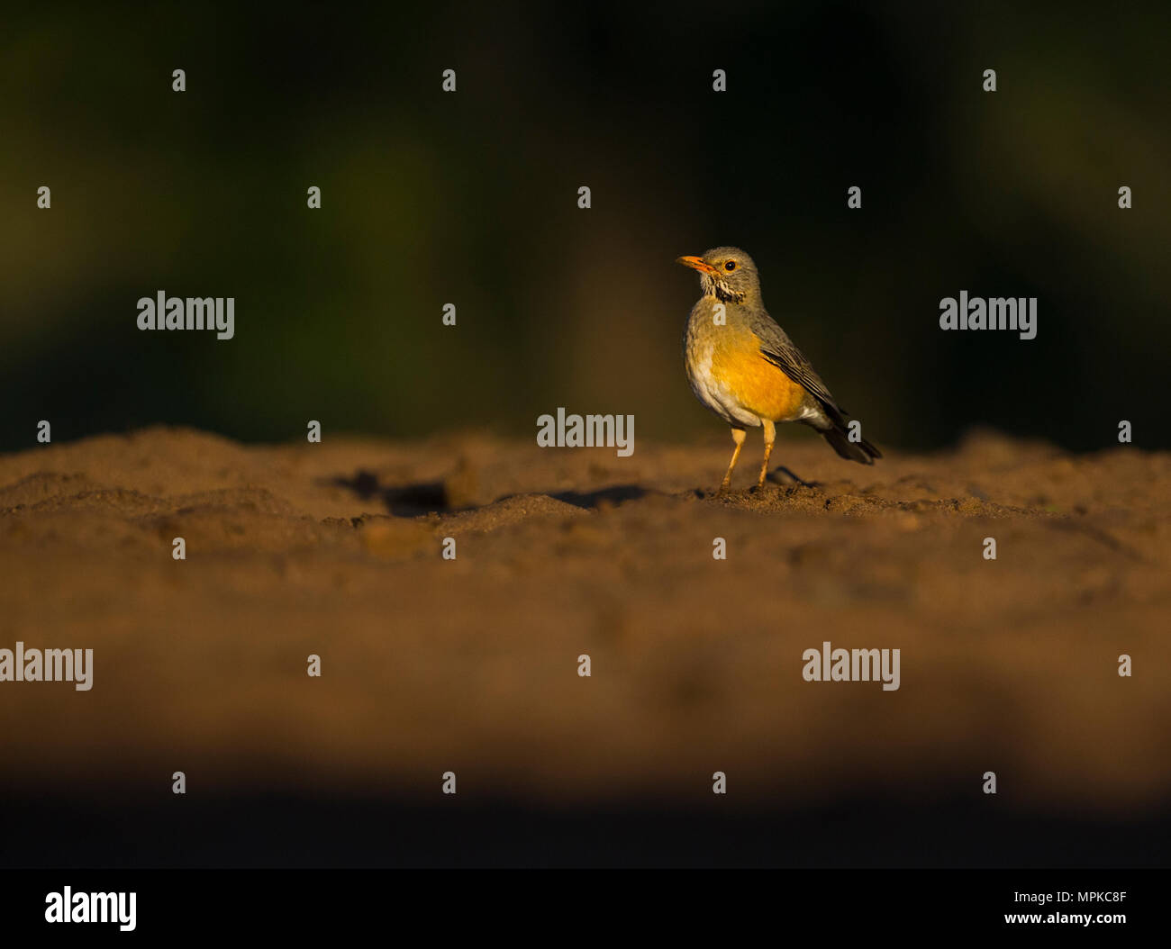 Kurrichane Thrush sur le terrain au début de la lumière du matin Banque D'Images