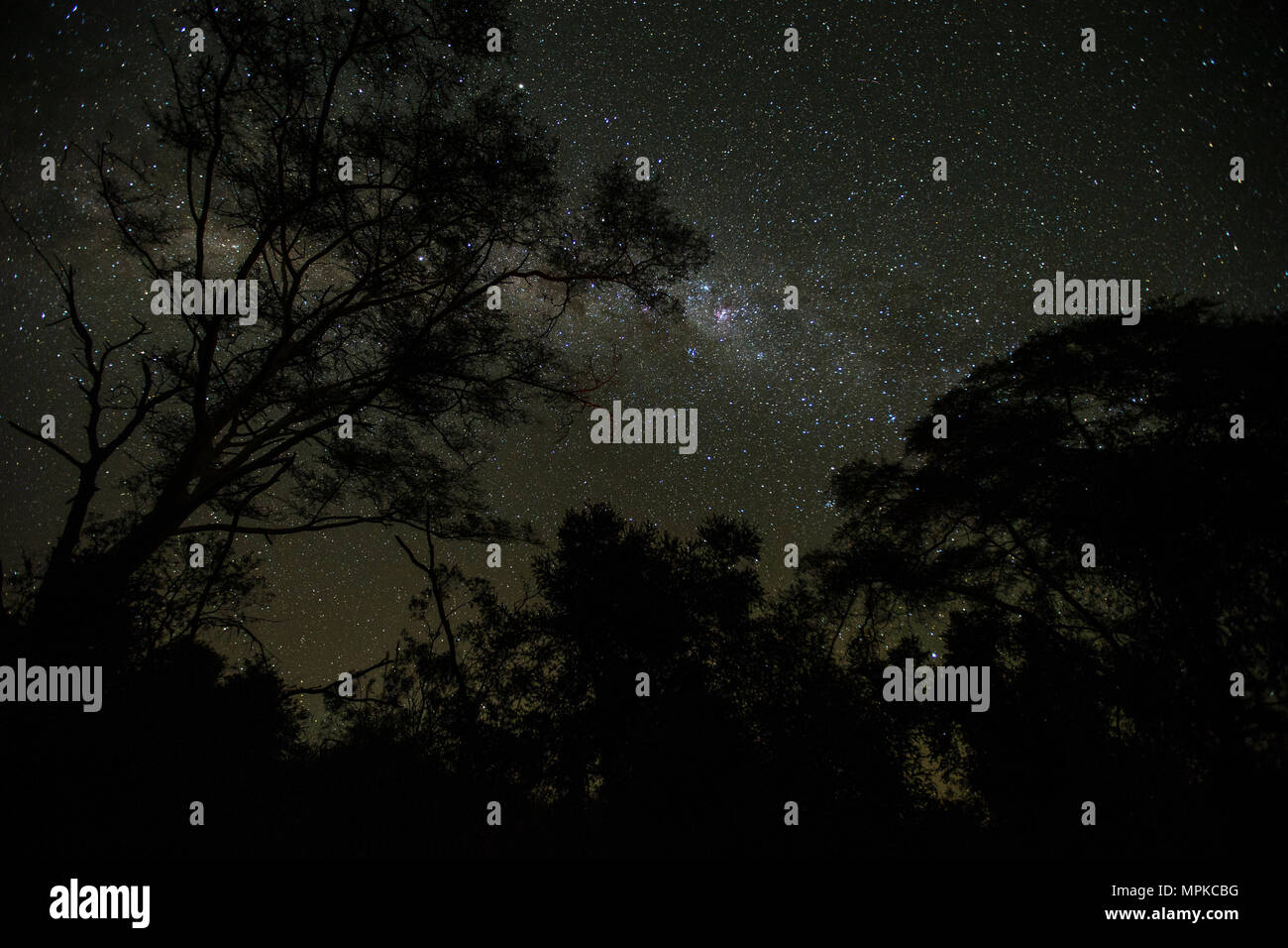 Des arbres contre la fièvre ciel nocturne en Afrique Banque D'Images