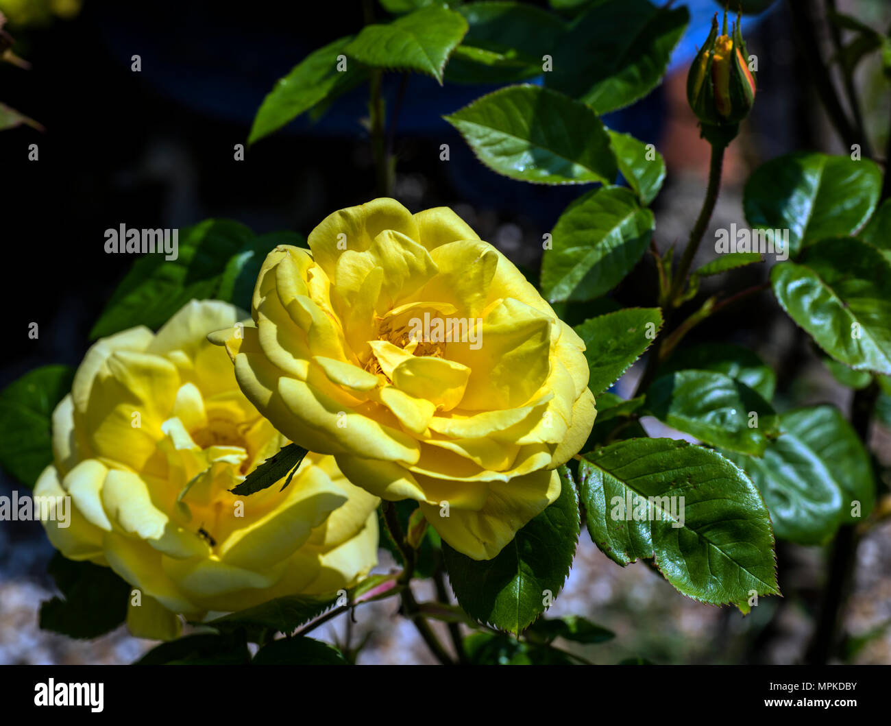 L'affiche de la fleur : jaune pâle soleil du printemps dans des roses Banque D'Images