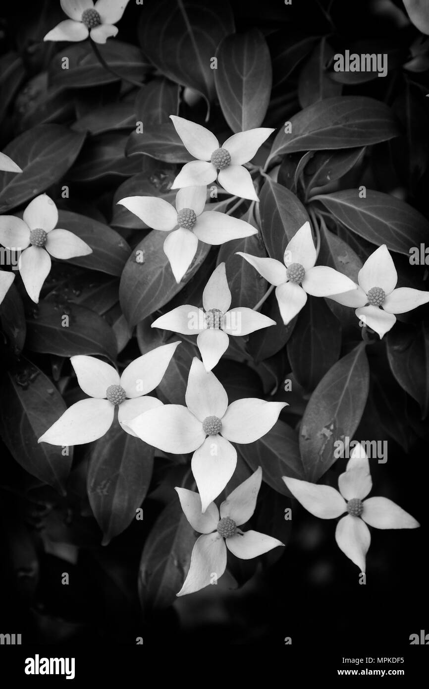 L'Impératrice de Chine floraison Cornouiller Evergreen chinois Banque D'Images