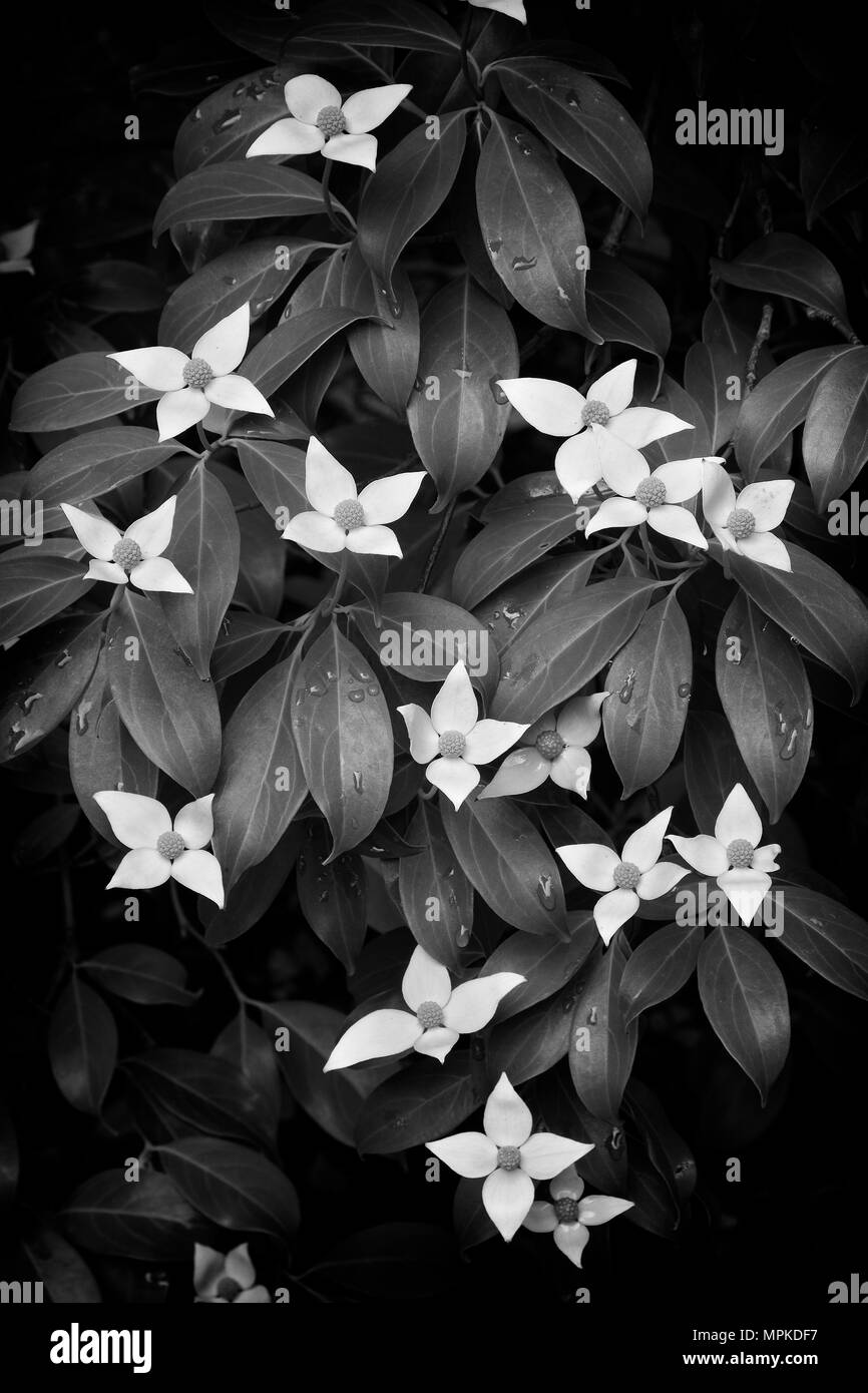 L'Impératrice de Chine floraison Cornouiller Evergreen chinois Banque D'Images