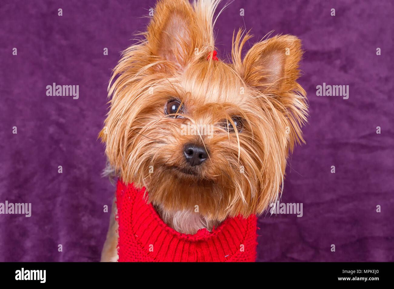 Yorkshire Terrier dans des vetements chauds sur fond violet Photo Stock Alamy