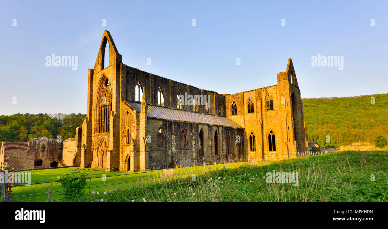 Abbaye de Tintern Wye Valley, South Wales, UK Banque D'Images