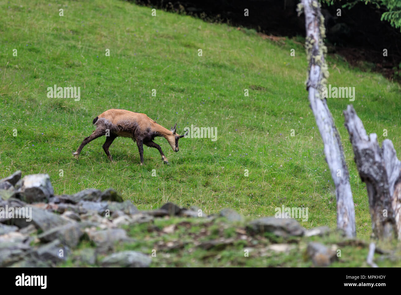 Chamois chèvre alpine dans le parc animalier de Merlet. Chamonix, France Banque D'Images