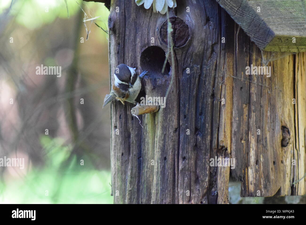 Mésange à tête Banque D'Images