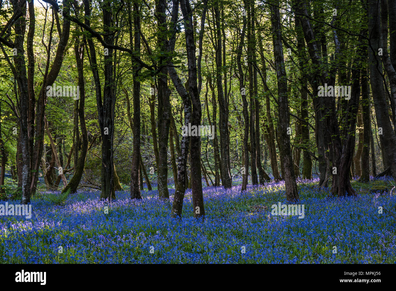 Jacinthes dans un bois dans le Nord du Pays de Galles eraly le matin avec soleil levant. Banque D'Images