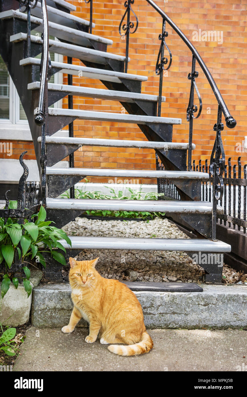 Montréal Canada,province de Québec,rue Fabre,chats chats,domestique,animaux,animaux,féline,animal,maison traditionnelle escalier courbe,visiteurs Voyage tra Banque D'Images