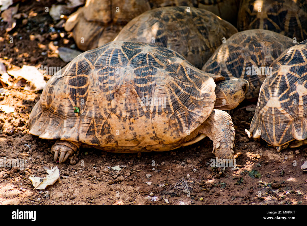 Groupe de tortue se reposant sous un arbre dans l'ombre les jours ensoleillés. Banque D'Images