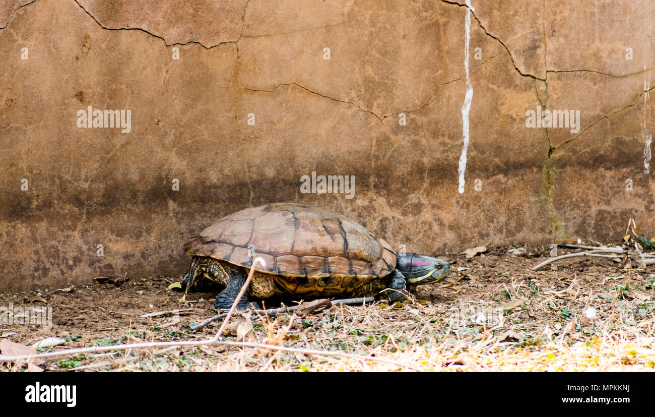 Magnifique vue de tortue dans journée ensoleillée au parc national indien. Banque D'Images