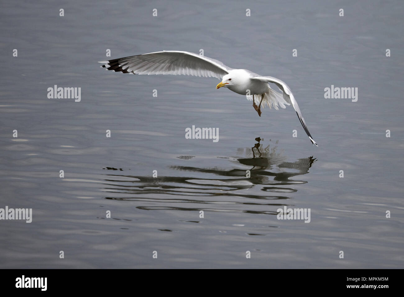 Caspian Gull (Larus cachinnans) Banque D'Images