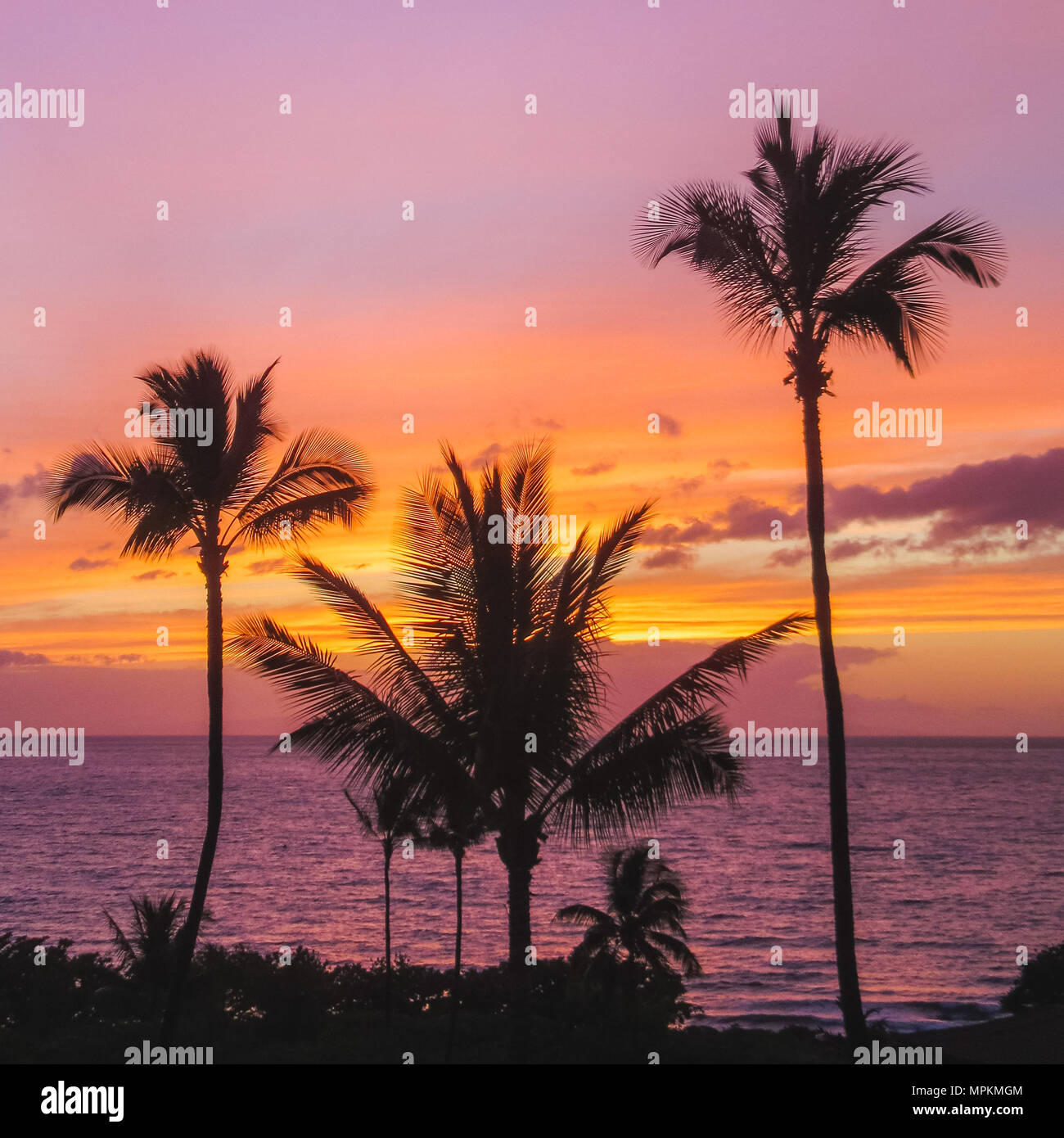 Belle Silhouette D Un Palmier Au Coucher Du Soleil Avec Ciel Nuages Colores Et Spectaculaires Plage De Maluaka Maui Hawaii Photo Stock Alamy