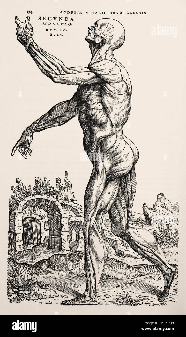 Gravure sur bois de 'sur le tissu du corps humain' par Andreas Vesalius. Bruxelles, 1970. Un fac-similé de l'édition 1543. Banque D'Images