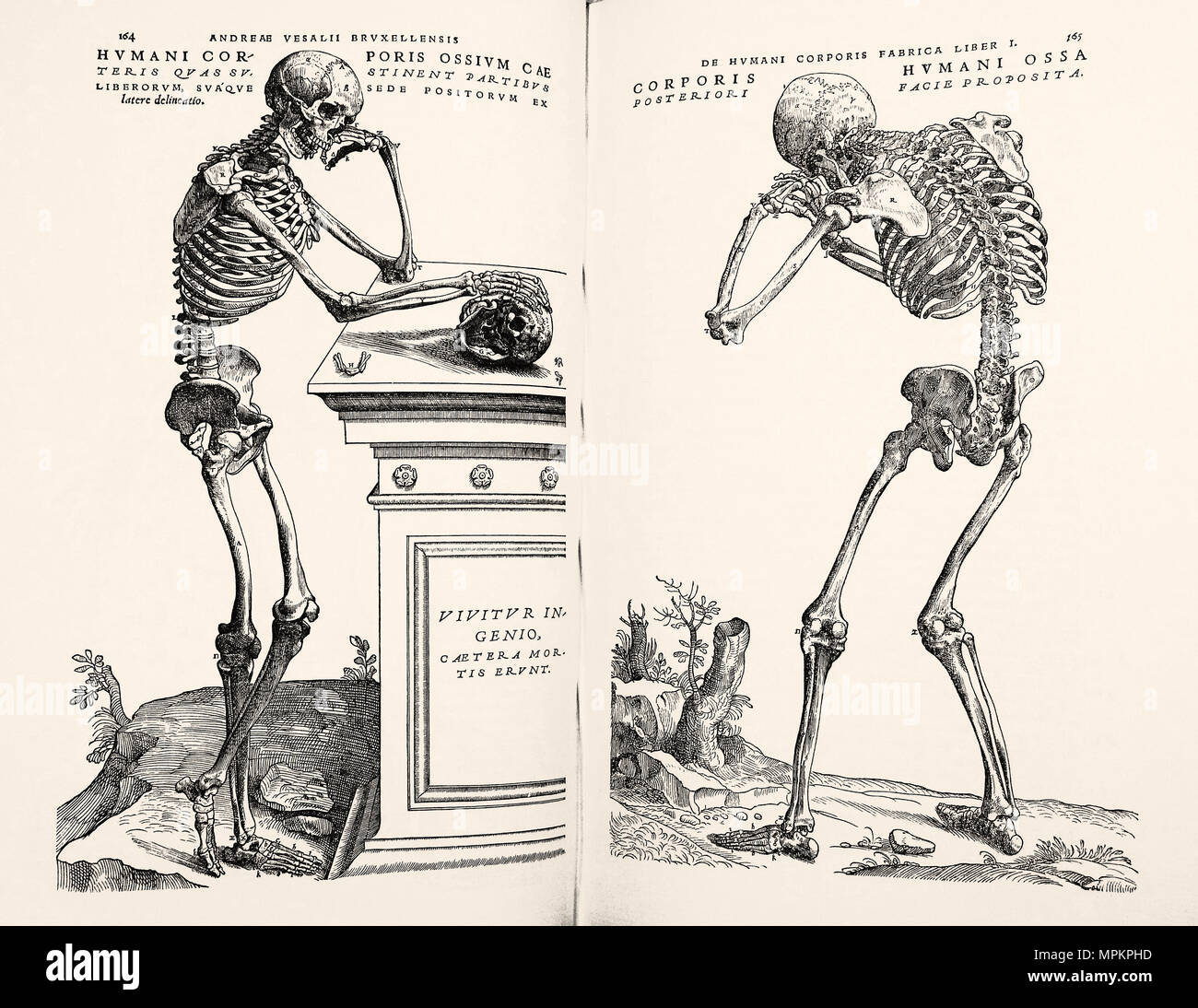 Bois gravés de'sur le tissu du corps humain' par Andreas Vesalius. Bruxelles, 1970. Un fac-similé de l'édition 1543. Banque D'Images