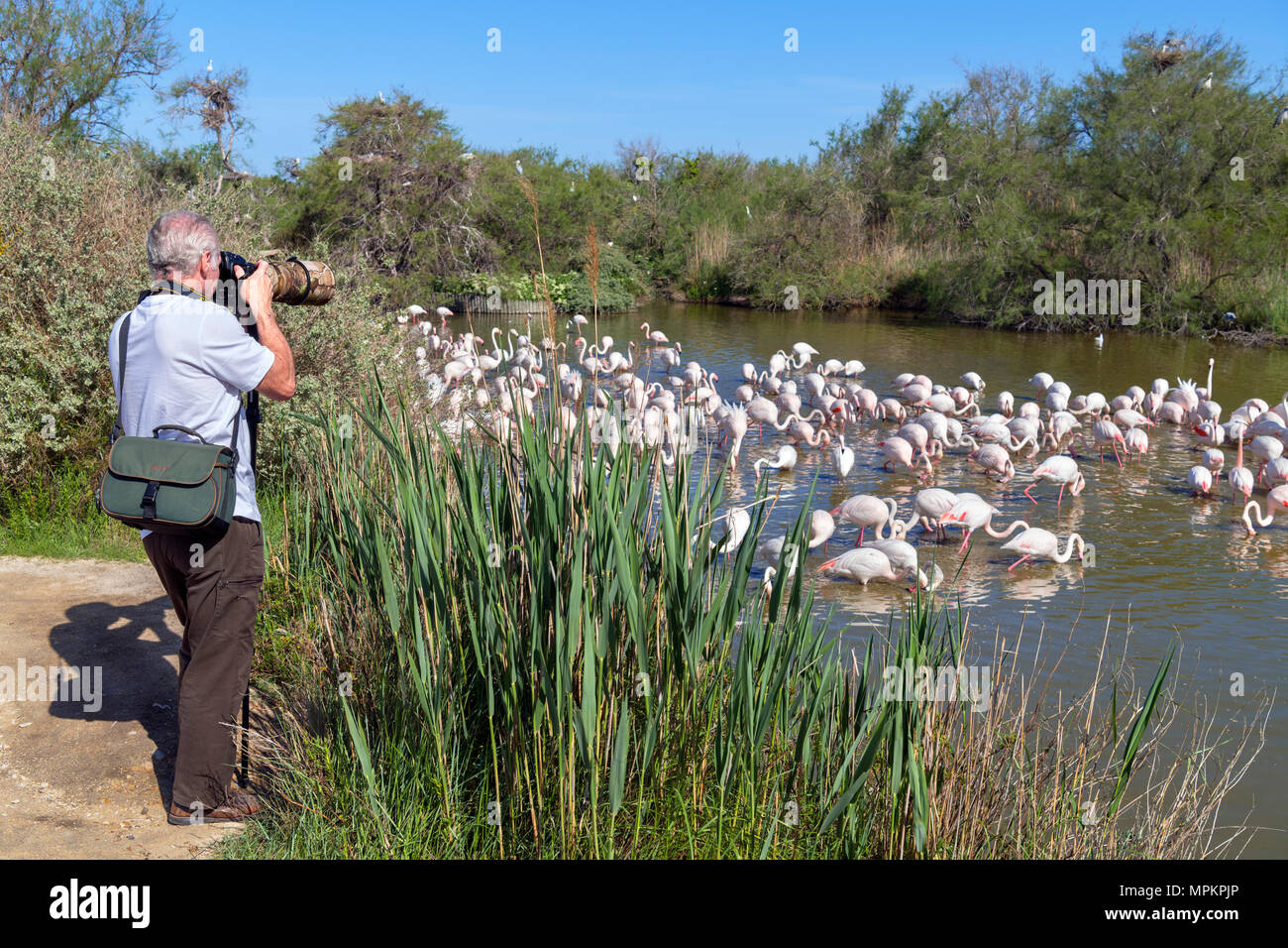 Camargue, France. Photographe à prendre des photos de flamants roses (Phoenicopterus roseus Plus) dans le Parc ornithologique du Pont de Gau, Camargue, prouver Banque D'Images