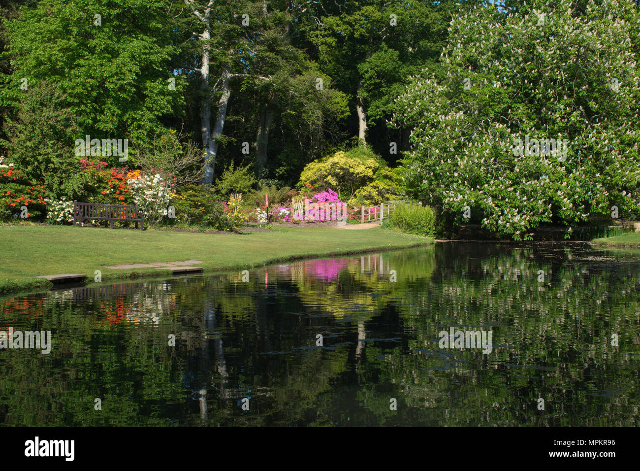 Avis de rhododendrons et azalées en fleurs colorées à Exbury Gardens dans le Hampshire, au Royaume-Uni, au cours des mois de mai Banque D'Images