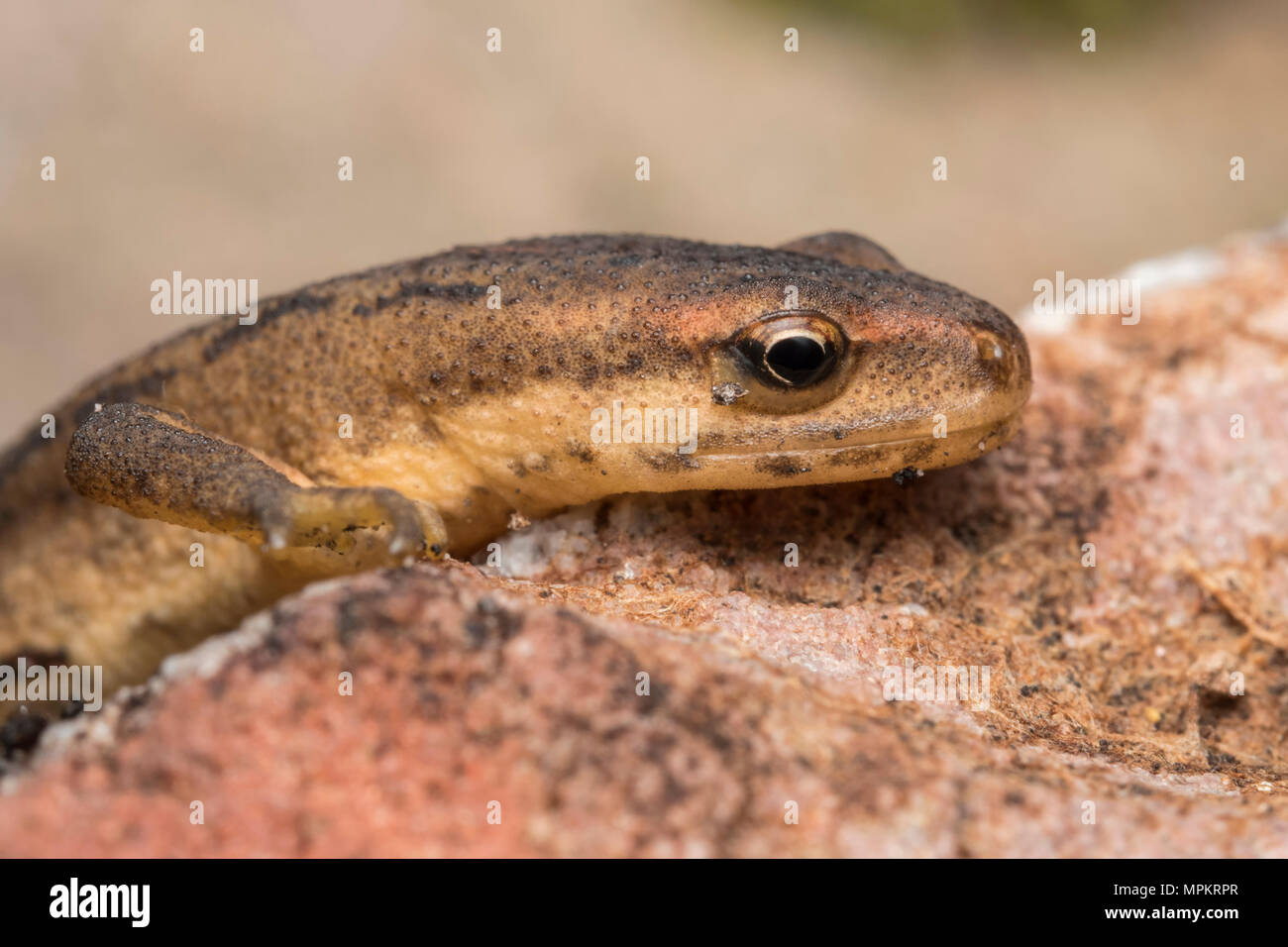 Newt Lissotriton vulgaris (lisse) Vue latérale de la tête. Tipperary, Irlande Banque D'Images