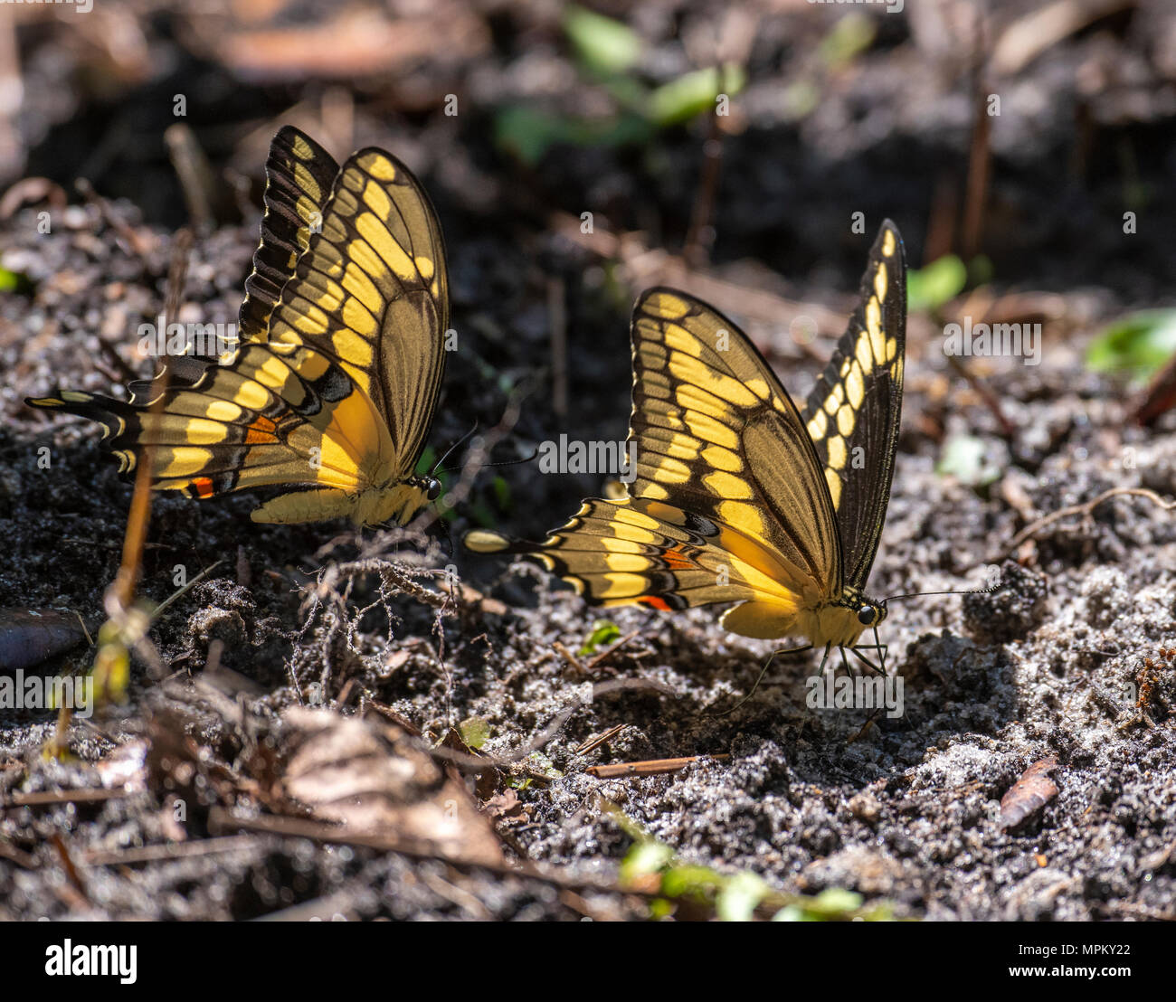 Une paire de papillons Machaons en sirotant l'humidité du sol Banque D'Images