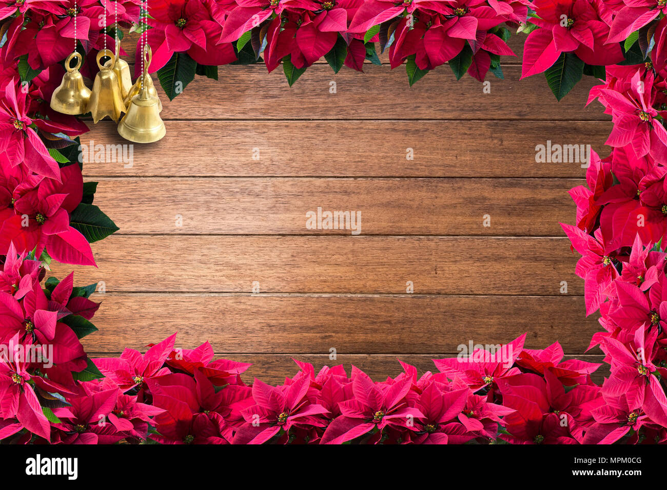 Cloches en laiton et red christmas poinsettia fleur cadre sur la planche en bois élégant brillant surface texture de fond. Banque D'Images