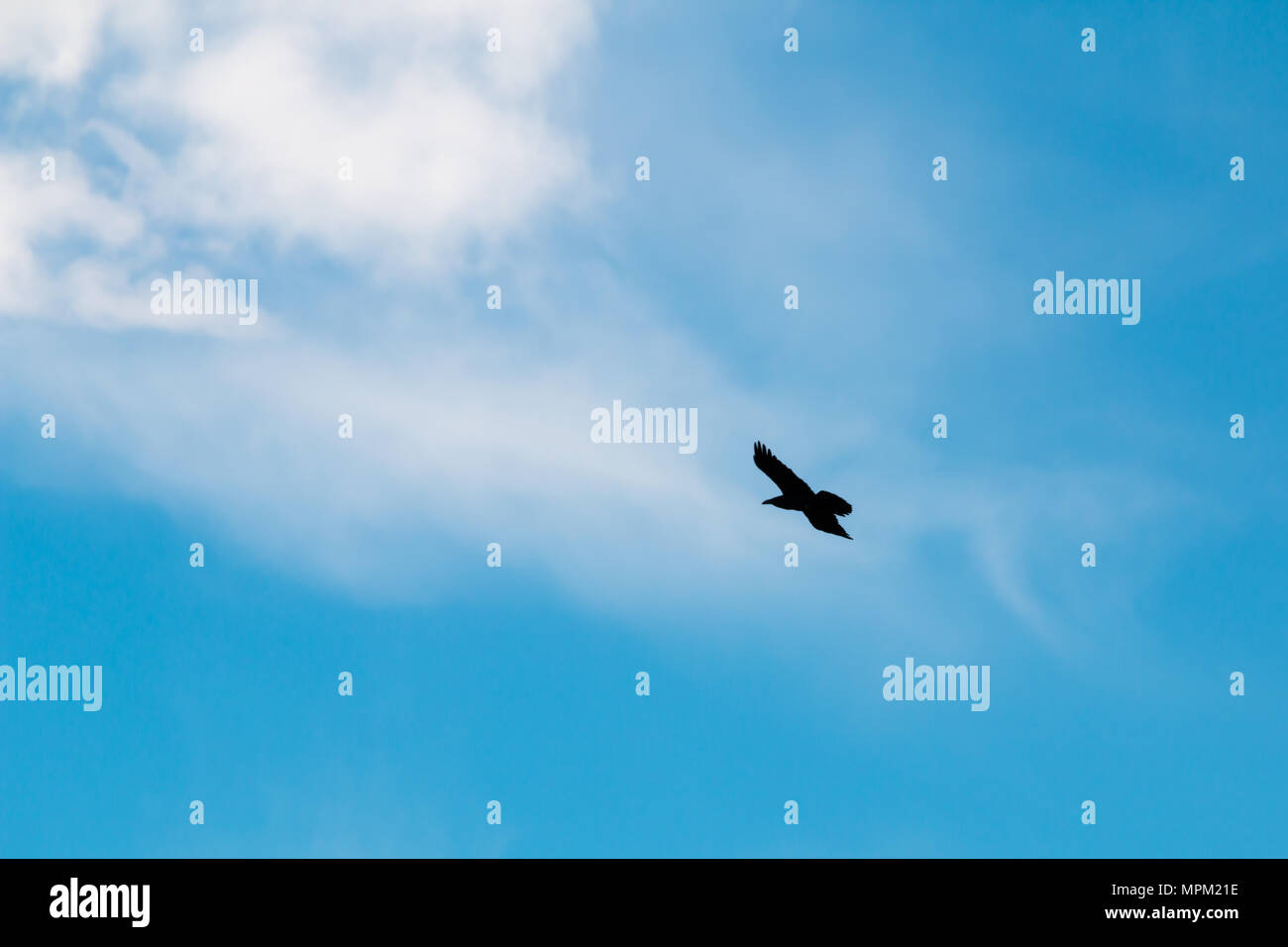 Le Seul Oiseau Qui Vole Au-dessus Des Nuages Silhouette oiseau vol Banque de photographies et d’images à haute