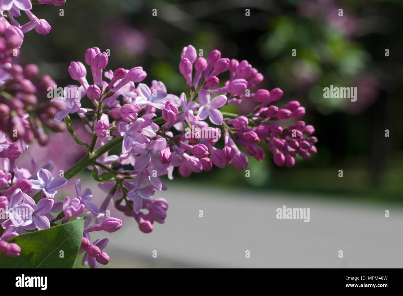 Vue en gros plan de belles fleurs lilas de Perse au début du stade de floraison Banque D'Images