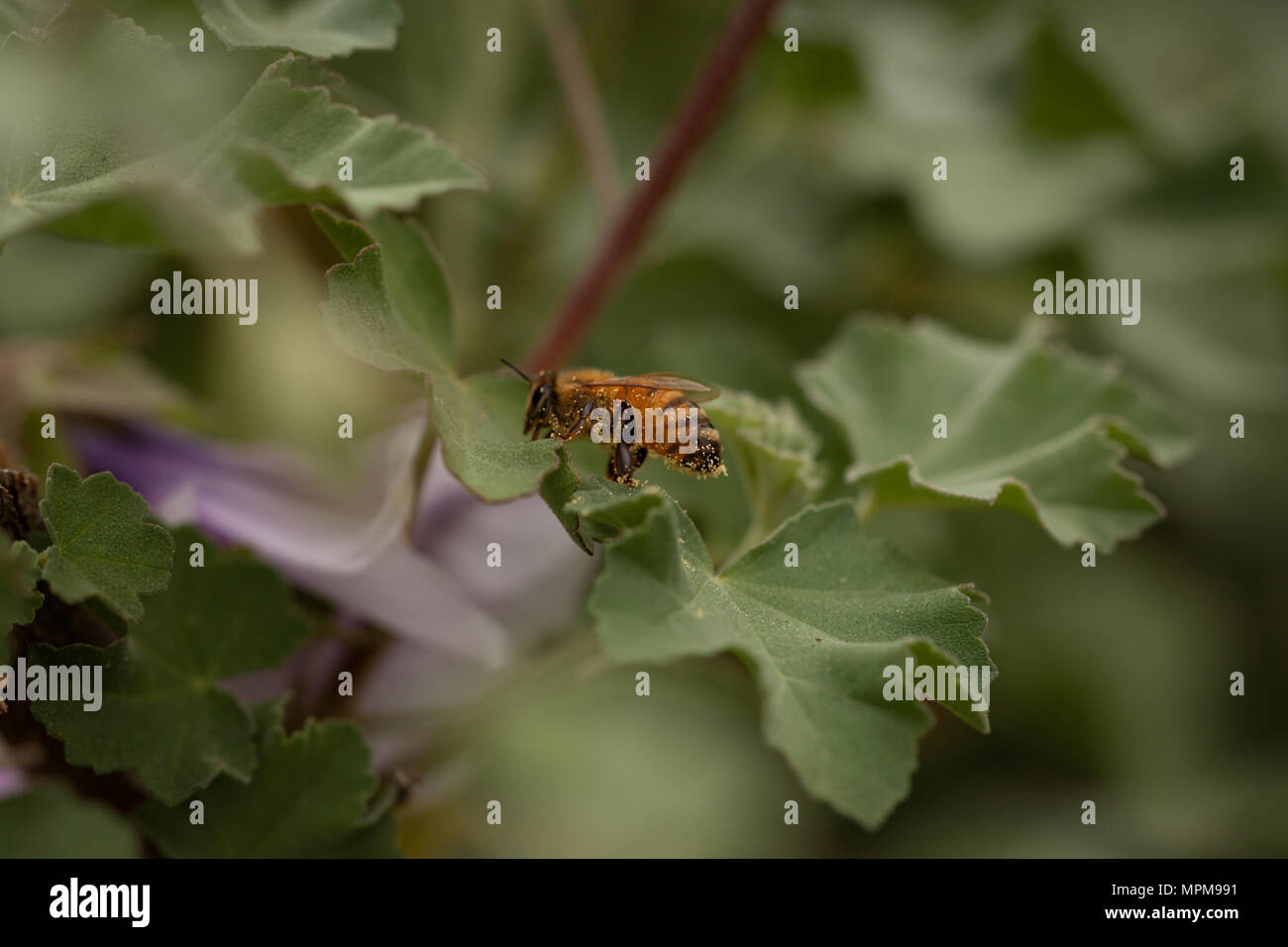 Photos macro d'abeilles pollinisent. copie espace dans l'image Banque D'Images