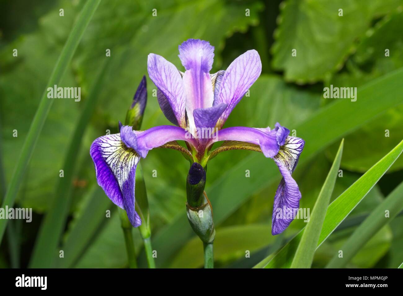 Iris (Iris Versicolor) Banque D'Images Iris (Iris Versicolor) Banque D'Images