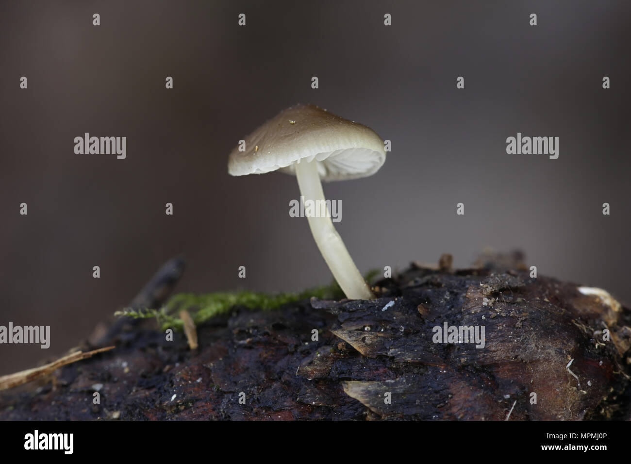 Sprucecone (Strobilurus esculentus), champignons sauvages comestibles provenant de la Finlande Banque D'Images