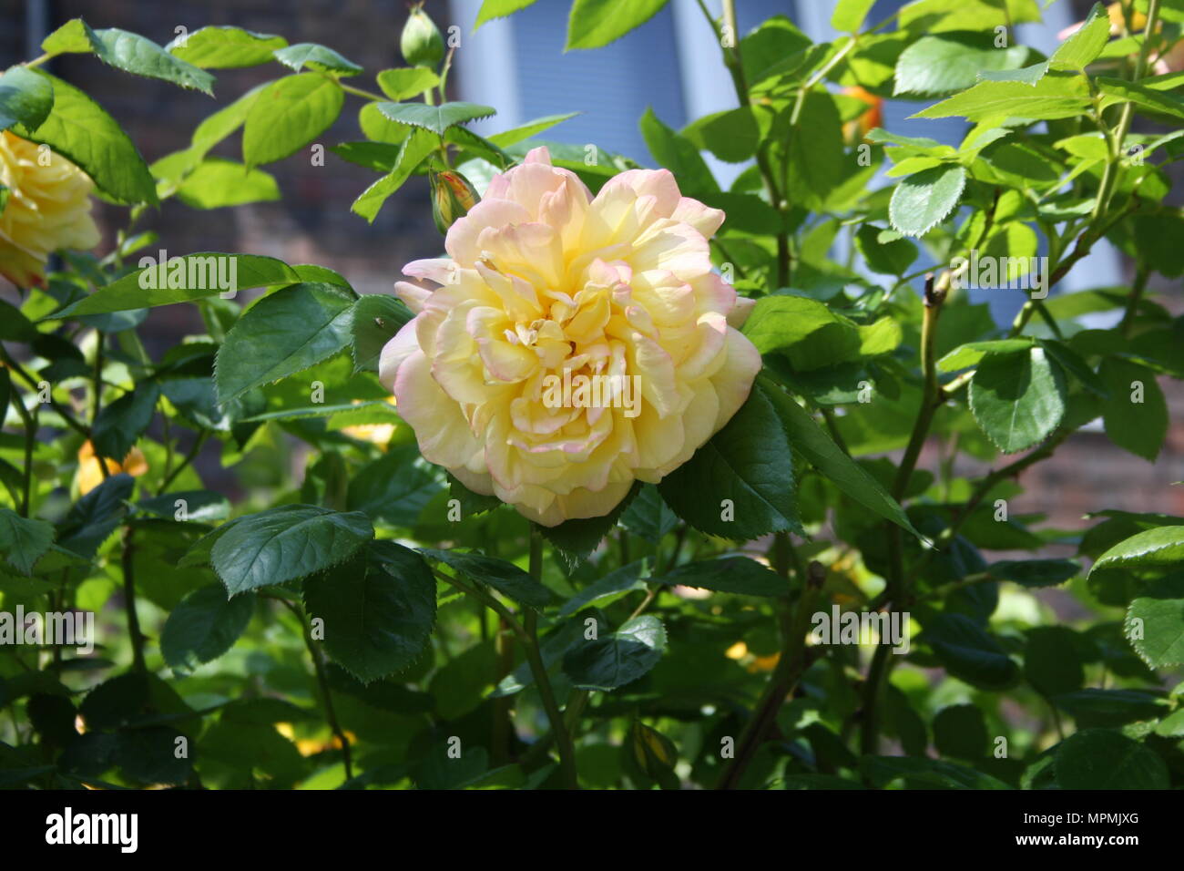 Rose simple avec de belles couleurs, trouvés dans un jardin J'était de passage à Londres. Banque D'Images