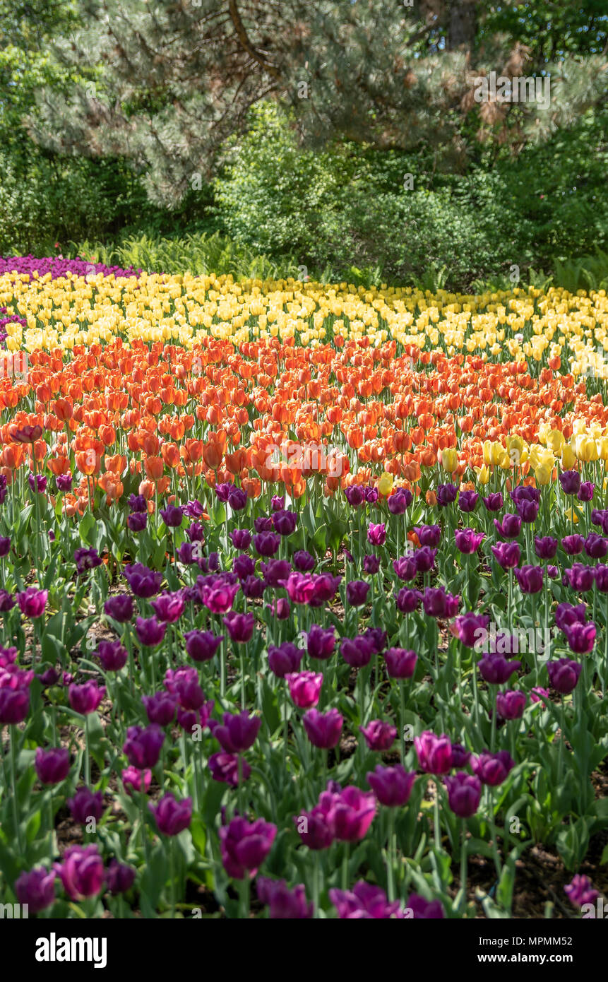 Couleurs mixtes tulip bed Banque D'Images