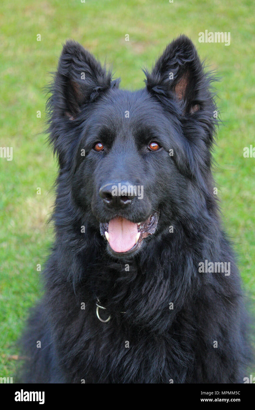 Ensemble de longs cheveux noirs Shepard allemand chien dans le jardin Banque D'Images