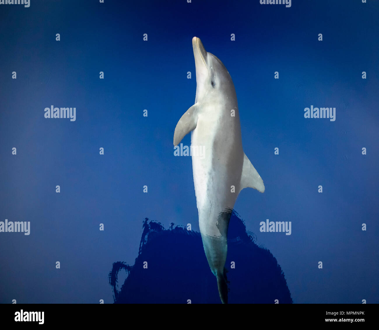 Grand dauphin de l'Indo-Pacifique, Tursiops aduncus, équitation, Chichi-jima, Bonin Islands, les îles d'Ogasawara, le Japon, l'Océan Pacifique Banque D'Images