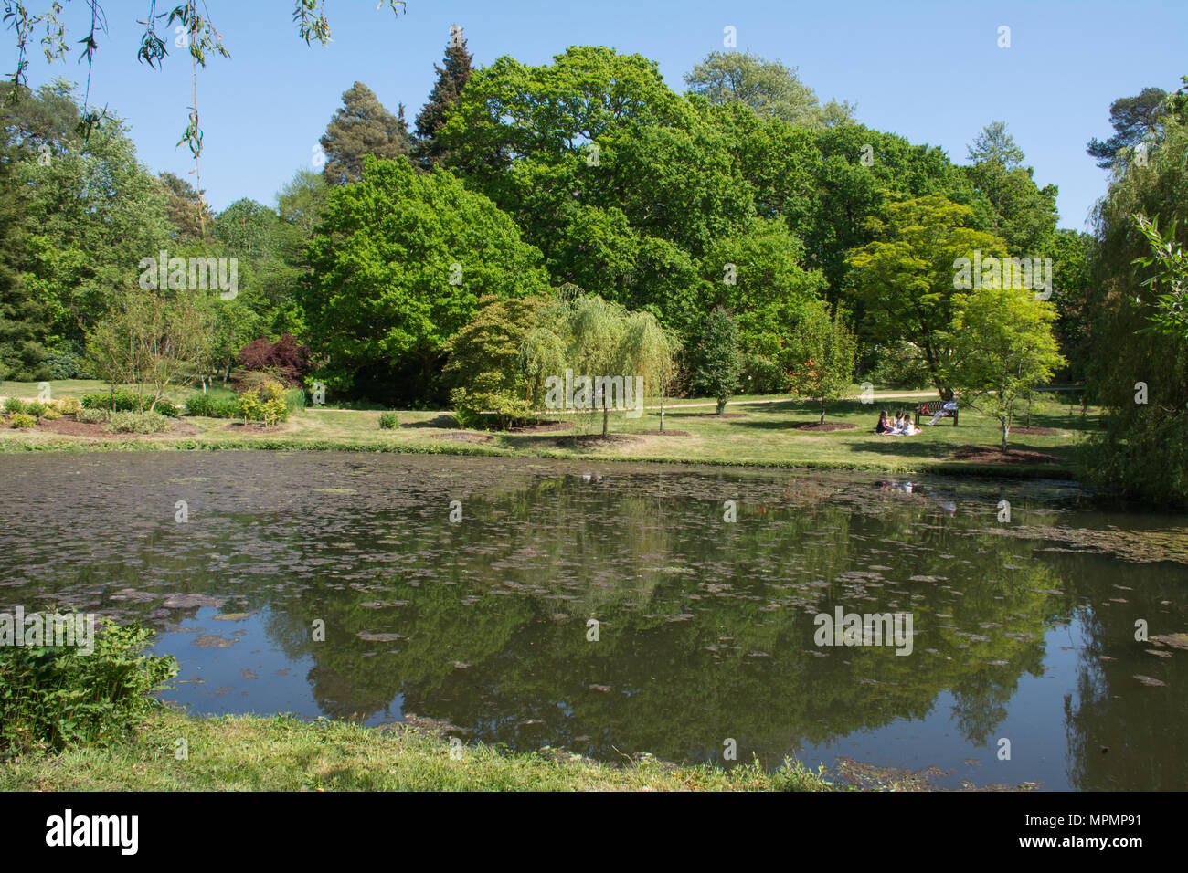 Voir d'Exbury Gardens dans le Hampshire, au Royaume-Uni, au cours de mai avec arbres se reflétant dans un étang Banque D'Images